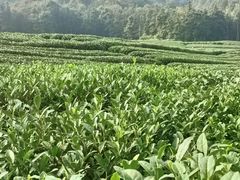 -龙坞茶村