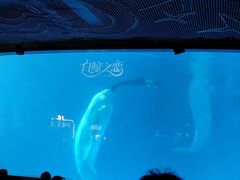 -海合安成都极地海洋公园
