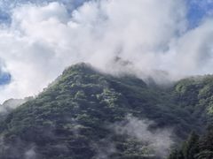 -都江堰中华大熊猫苑