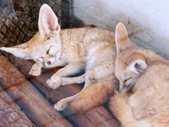 -石家庄市动物园