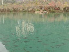 -靖西鹅泉风景区