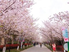 -高东镇樱花园