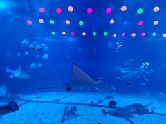 -烟台海昌鲸鲨海洋公园