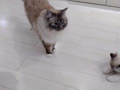 -喵的天空名猫咖啡馆·撸猫·猫舍·用品