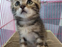 -喵屿·大理花园猫咖