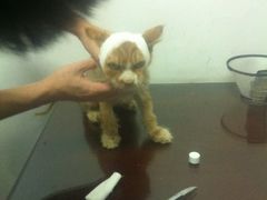 IMG_0334-中农大我爱我爱24h动物医院·中医针灸·猫专科·骨科医疗中心(双井店)