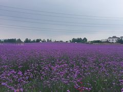 -紫颐香薰山谷景区