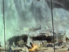 -帝企鹅自助餐厅•儿童岛•真企鹅(长隆企鹅酒店)