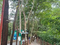 -西双版纳原始森林公园