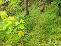 -苏州上方山国家森林公园