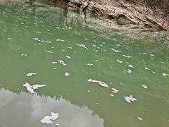 -鱼豆吉·豆浆鱼火锅(宜昌万达店)