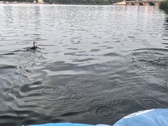 -恩燕烤鸭(园丁店)