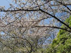 -上海滨江森林公园