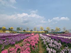 -天适樱花悠乐园
