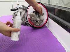 -中农国际动物医院24小时·猫科·骨科·急重症中心