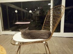 -有猫主题·治愈系猫咖(曾厝垵店)
