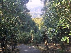 -广州市帽峰山景区