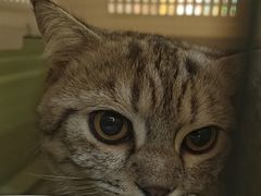 -瑞鹏宠物医院·夜间急症·心超·猫科(祖庙分店)