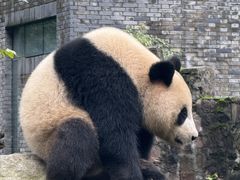 -都江堰中华大熊猫苑