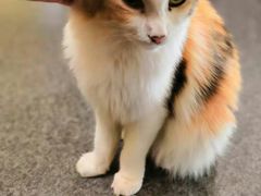 -猫色咖啡·猫咖