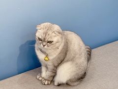 -喵宠乐园·撸猫互动·猫舍