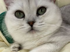 -共舞时光猫咖·狗咖(新街口店)