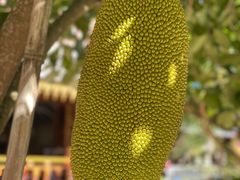 -西双版纳傣族园