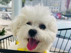-北京观赏动物医院·24小时大型综合·猫专科·异宠专科