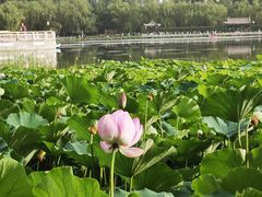 -莲花池公园