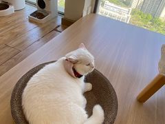 -猫小主咖啡·猫咖cat cafe(福田店)