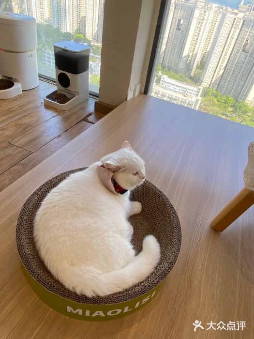 猫小主咖啡·猫咖cat cafe(福田店)图片