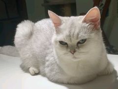 -这儿没有猫·猫咖萌宠馆·撸猫