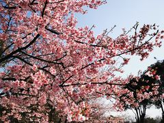 -顾村公园