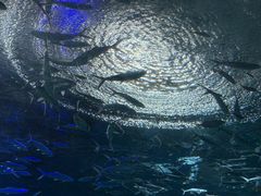 -海合安武汉极地海洋公园