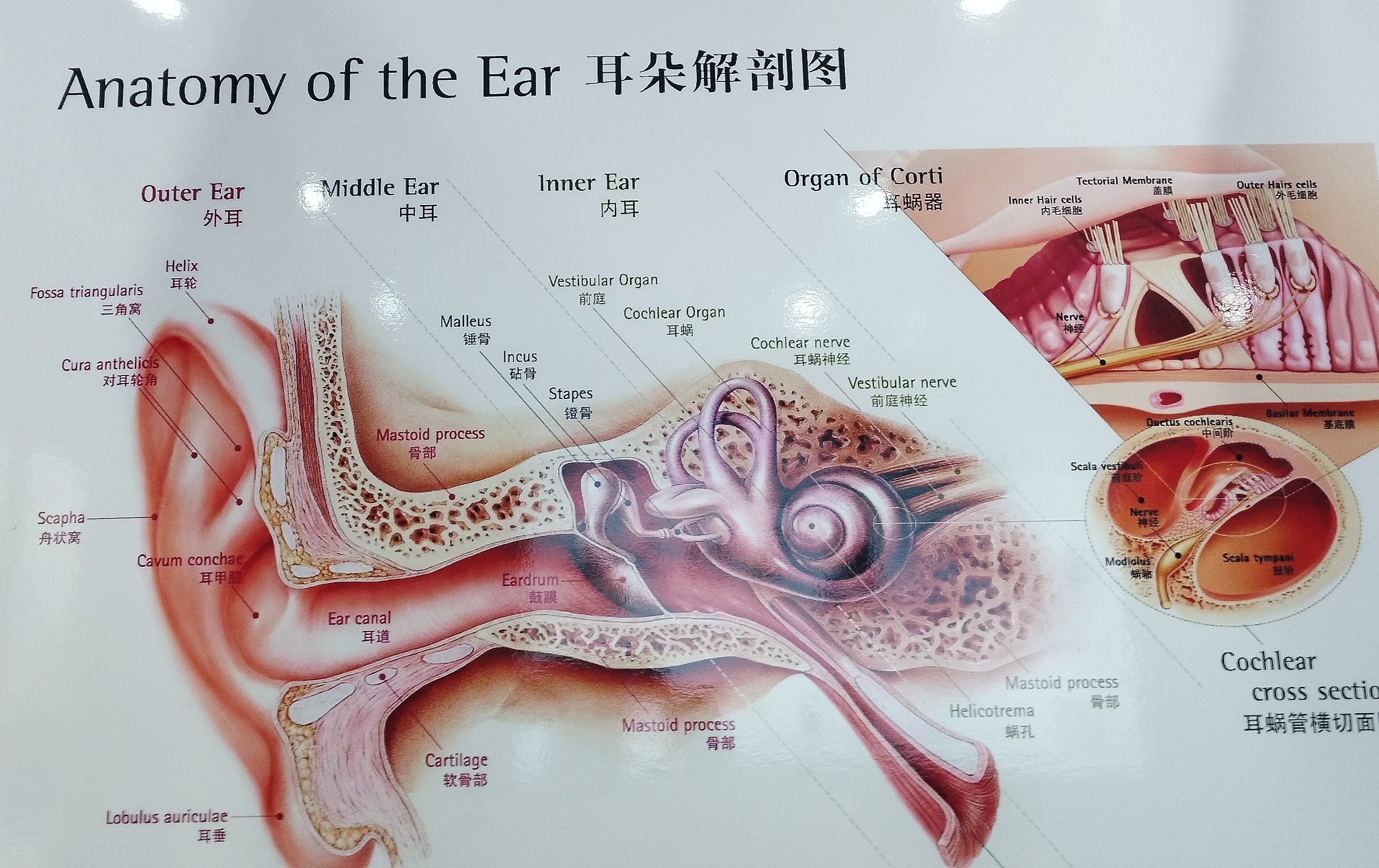 耳朵的解剖结构分为外耳