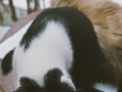 -喵屿·大理花园猫咖