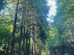 -山王坪喀斯特国家生态公园