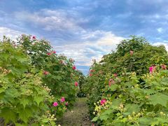 -生宇山珍野生菌汤锅•始于2002(双流古塔店)