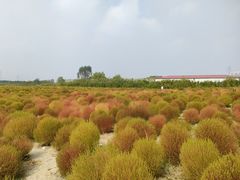 -映月湖中央公园