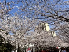 -高东镇樱花园