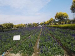 -广东花都香草世界旅游度假区