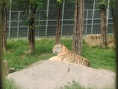 -横道河子东北虎林园