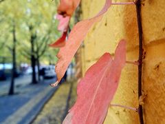 -三里屯东五街银杏大道
