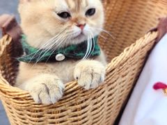 -汪喵宠物医院·骨科心脏影像·犬猫急重症ICU诊疗中心(成华分院)