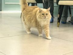 -安格丽娜·狗咖·猫咖羊驼咖(春熙路百盛商场店)