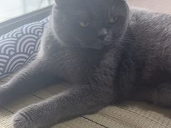 -创凡宠物医院·骨专科  猫科中心(西乡分院)