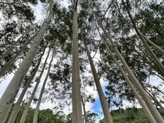 -雁南飞茶田景区
