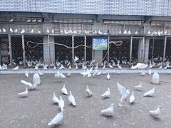 -绵阳人民公园(涪城区)