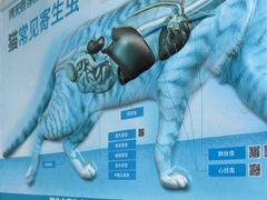 -芭比堂动物医院·心脏科·老年急重症·夜诊·吉雅分院