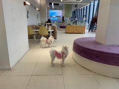 -怪兽屋·羊驼·猫咖·狗咖(俊华广场店)